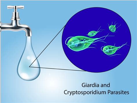 alcorfix|Compatibility of Alcorfix for Giardia and Cryptosporidium ...